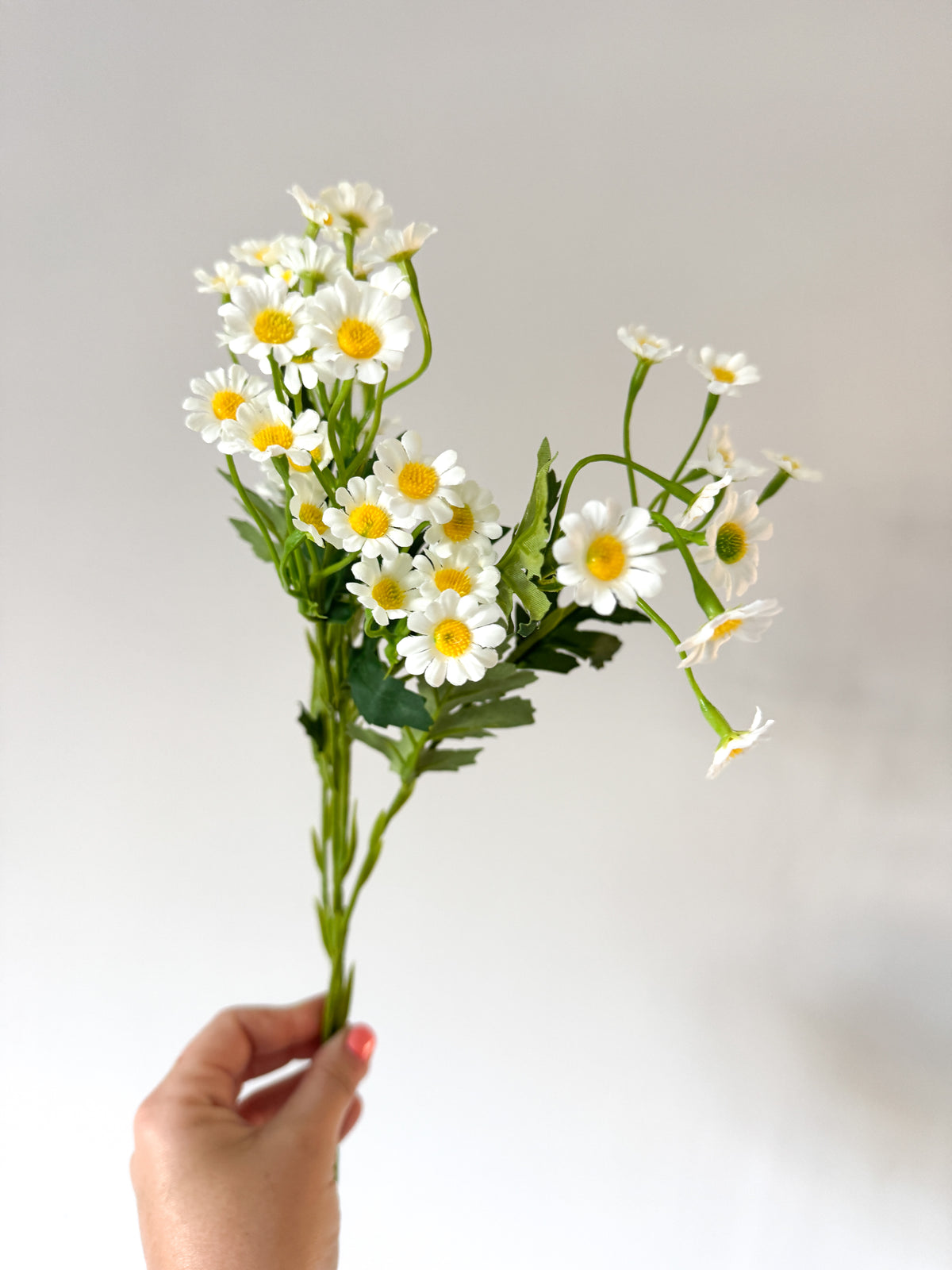 Meadow daisy stem