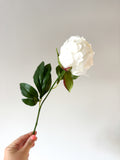 White hybrid peony bud stem