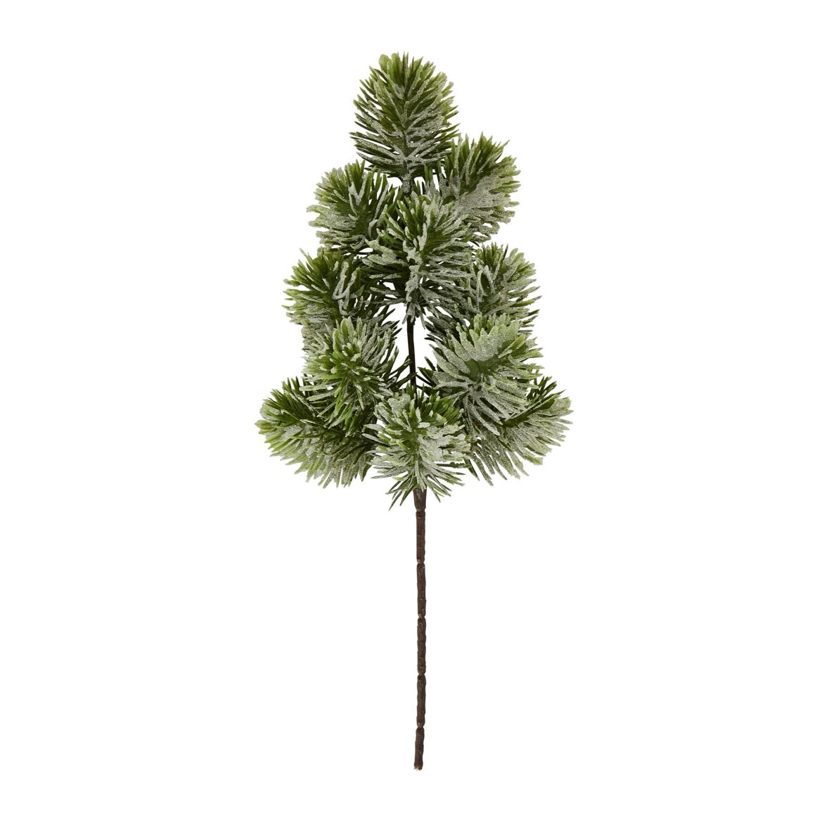 Frosted pine stem