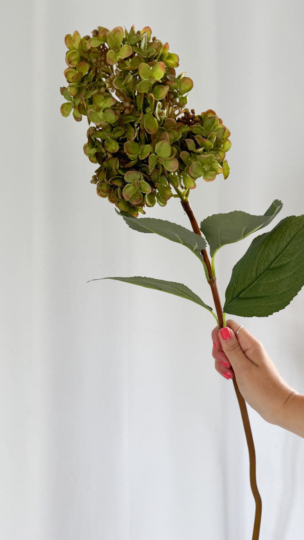 Green Spear Hydrangea stem