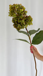 Green Spear Hydrangea stem