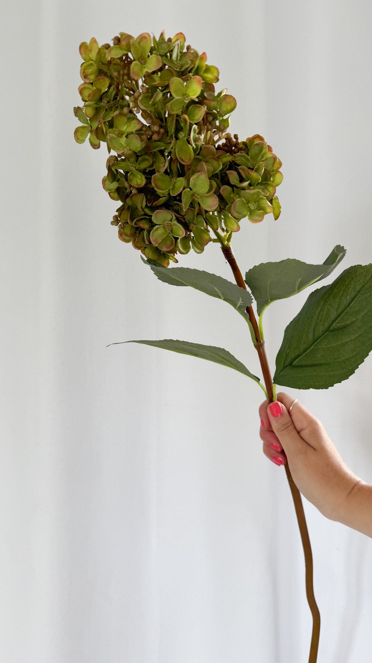 Green Spear Hydrangea stem